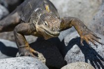 Terra Iguana (Conolophus subcristatus) em rochas, close-up, South Plaza Island, Ilhas Galápagos, Equador — Fotografia de Stock