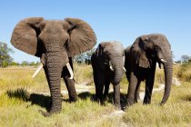 Três elefantes africanos caminhando no Botsuana, África — Fotografia de Stock