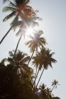 Sunlight through palm trees, Perhentian Kecil, Malaysia — Stock Photo