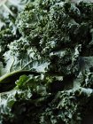 Close up of fresh kale leaves — Stock Photo