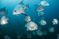 Colpo subacqueo di scuola di pesci di vanga atlantici, Quintana Roo, Messico — Foto stock