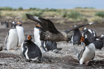 Skua meridionale che attacca la colonia dei pinguini Gentoo, Port Stanley, Isole Falkland, Sud America — Foto stock
