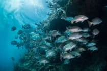 Capa submarina de pargo rojo reuniéndose para aparearse, Quintana Roo, México - foto de stock