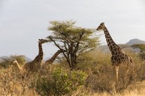 Girafe réticulée (Giraffa camelopardalis reticulata), conservation Kalama, Samburu, Kenya . — Photo de stock