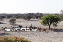 Animales que beben agua de un pozo de agua en Kalahari, Botswana - foto de stock
