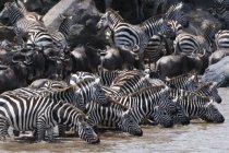 Гранты зебры и гну пьют на реке Мара, Национальный заповедник Масаи Мара, Кения — стоковое фото