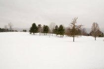 Winter scene with trees and snowy hill in winter, USA — Stock Photo