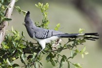 Uccello selvatico dal ventre bianco, Tsavo, Costa, Kenya — Foto stock