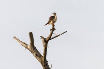 Pigmy falcon, Poliohierax semitorquatus, Tsavo, Kenya — Stock Photo