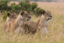 Trois lionnes regardant loin dans l'herbe à Masai Mara, Kenya — Photo de stock