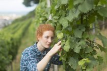 Giovane donna che lavora in vigna, Baden Wurttemberg, Germania — Foto stock