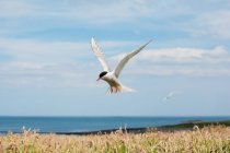Seeschwalben fliegen, Farne Islands, Northumberland, England — Stockfoto