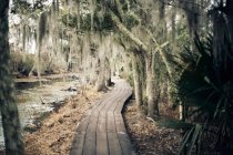 Вид на дерев'яну доріжку біля гілок дерев і спокійної річки — стокове фото