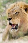 Primo piano vista del maestoso leone africano maschio, colpo alla testa, messa a fuoco selettiva — Foto stock