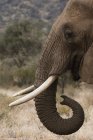Vista lateral del elefante africano en Kalama conservancy, Samburu, Kenia - foto de stock