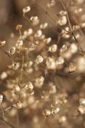 Close up of Dry leaves and flowers on bush — Stock Photo