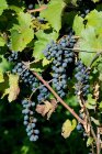 Uvas pretas em vinhedo, imagens grande plano, Suíça — Fotografia de Stock