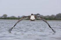 Grande pelicano branco, Pelecanus onocrotalus, Tsavo, Quênia . — Fotografia de Stock