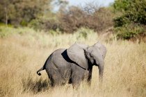 Baby elephant in Okavango Delta, Botswana, Africa — Stock Photo