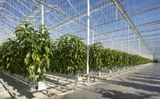 Peppers growing in greenhouse, Zevenbergen, Brabante Septentrional, Países Bajos - foto de stock