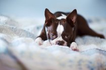 Porträt eines Boston Terriers auf dem Bett liegend — Stockfoto
