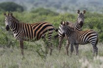 Zebras-das-planícies, Equus quagga, Tsavo, Quénia . — Fotografia de Stock