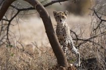 Portrait of cheetah cub leaning on tree in Samburu National Reserve, Kenya — Stock Photo