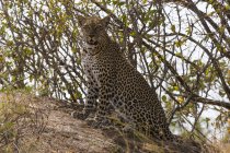 Леопард, сидячи на пагорбі і, дивлячись на камеру, Національний заповідник Самбур, Кенія — стокове фото