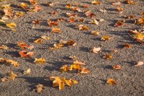 Высокий угол обзора осенних листьев на земле — стоковое фото