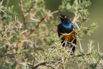 Superb starling bird sitting on tree in Samburu National Reserve, Kenya — Stock Photo