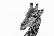 Portrait de girafe méridionale isolé sur blanc — Photo de stock