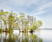 Green trees growing from lake against sky with clouds — Stock Photo