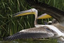Great white pelicans in flight near lake gipe — Stock Photo