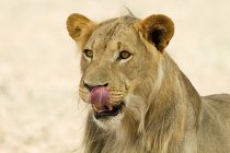 Primo piano vista di belle labbra leone africano leccare con la lingua fuori, headshot — Foto stock