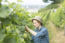 Jeune femme travaillant dans le vignoble, Baden Wurttemberg, Allemagne — Photo de stock