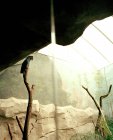 Вид на один папуга на гілці в зоопарку — стокове фото