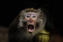 Scimmia sull'isola delle scimmie, Ha Long Bay, Vietnam — Foto stock