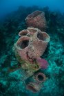 Spugne su fondali marini, Xcalak, Quintana Roo, Messico, Nord America — Foto stock