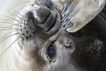 Портрет південного слона на пляжі — стокове фото