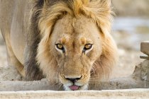 Vista do leão macho, close-up, África — Fotografia de Stock