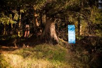 Puerta pintada de azul (portal) en bosque con árboles enormes - foto de stock