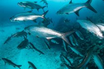 Unterwasseraufnahme großer Tarpon-Fische beim Schwimmen, quintana roo, Mexiko — Stockfoto