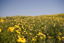 Feld von gelben Gänseblümchen mit blauem wolkenlosem Himmel, Kalifornien, Vereinigte Staaten — Stockfoto