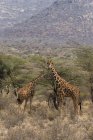 Jirafas reticuladas, Kalama conservancy, Samburu, Kenia - foto de stock