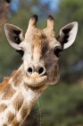 Muzzle of a giraffe drinking water, close up — Stock Photo