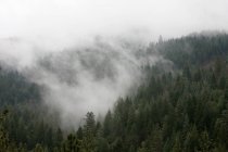 Fog over mountain forest of tall fir trees — Stock Photo