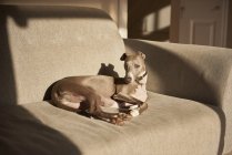 Grey whippet lying on sofa, portrait — Stock Photo