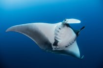 Giant oceanic manta ray, Revillagigedo, Tamaulipas, Mexico — Stock Photo