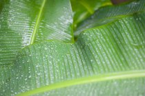 Nahaufnahme von frischen grünen, nassen Bananenblättern mit Wassertropfen — Stockfoto