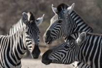 Three Burchells zebras in Kalahari, Botswana — Stock Photo